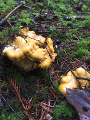 Cantharellus cascadensis