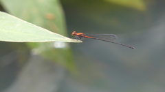 Neoneura amelia