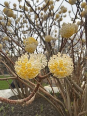 Edgeworthia