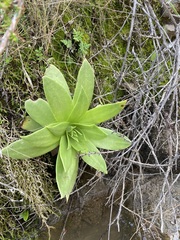Dudleya brittonii