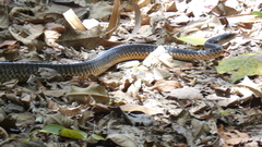 Chironius flavopictus