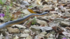 Chironius flavopictus