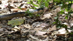 Chironius flavopictus