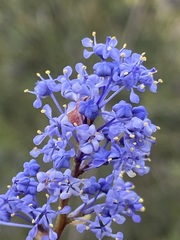 Ceanothus tomentosus olivaceus