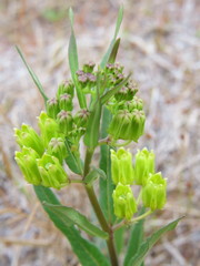 Asclepias pedicellata image