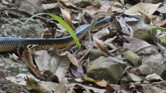 Chironius flavopictus