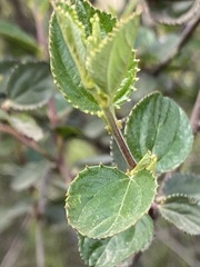 Ceanothus tomentosus olivaceus