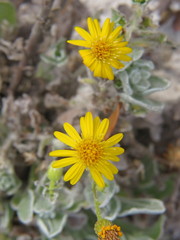 Chrysopsis floridana image