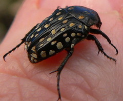 Oxythyrea testaceoguttata