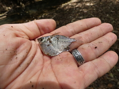 Gasteropelecus maculatus