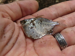 Gasteropelecus maculatus