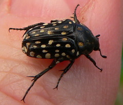 Oxythyrea testaceoguttata