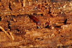 Prostomis mandibularis