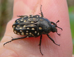 Oxythyrea testaceoguttata
