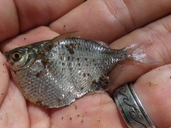 Gasteropelecus maculatus