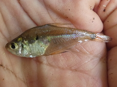 Roeboides occidentalis