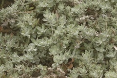 Stemodia lanata