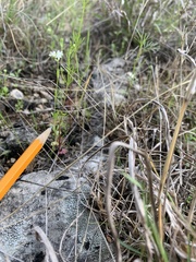 Valerianella amarella