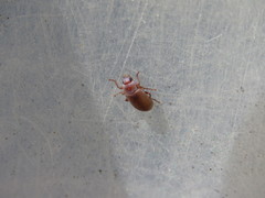 Chilometopon abnorme