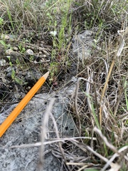 Valerianella amarella