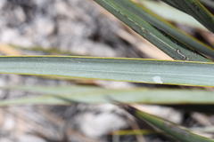 Yucca reverchonii