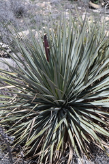 Yucca reverchonii