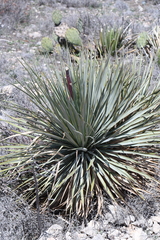 Yucca reverchonii