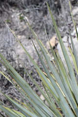 Yucca reverchonii