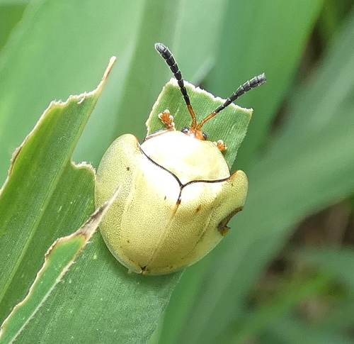 Paraselenis solieri