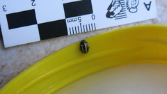 Desmogramma