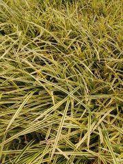 Scirpus sylvaticus