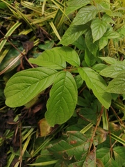 Spathodea campanulata