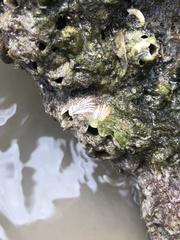 Amphibalanus reticulatus