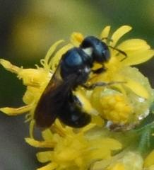 Ceratina floridana
