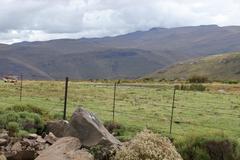 Emberiza capensis cinnamomea