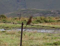 Emberiza capensis cinnamomea