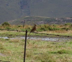 Emberiza capensis cinnamomea