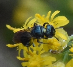 Ceratina floridana