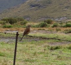 Emberiza capensis cinnamomea