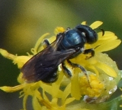 Ceratina floridana