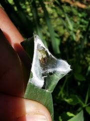 Cheiracanthium inclusum