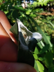 Cheiracanthium inclusum