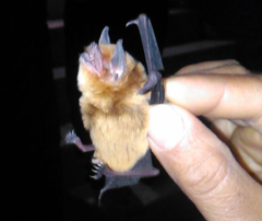Pteronotus personatus psilotis