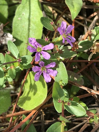 Lythrum flagellare image
