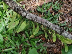 Pyrrosia adnascens