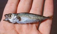 Trachurus trachurus