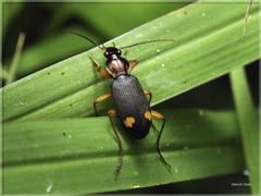 Chlaenius bioculatus