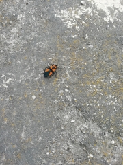 Oncopeltus orourkeae