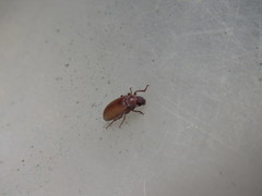 Chilometopon abnorme