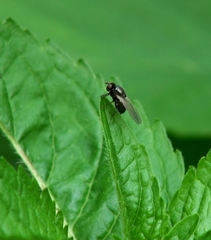 Diptera